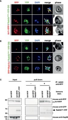 Rab5b-Associated Arf1 GTPase Regulates Export of N-Myristoylated Adenylate Kinase 2 From the Endoplasmic Reticulum in Plasmodium falciparum